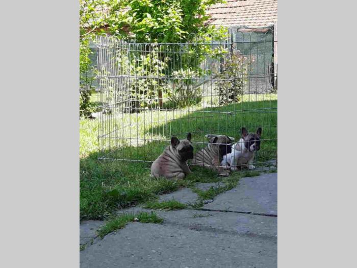 francuski buldog štenci besplatni mali oglasi
