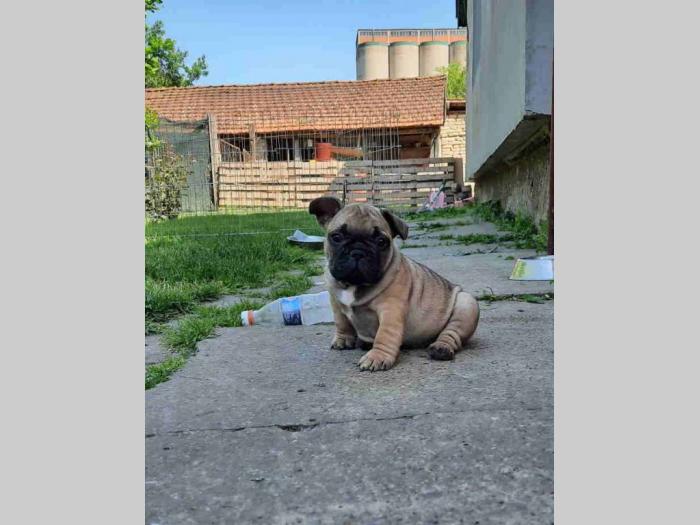 francuski buldog štenci besplatni mali oglasi