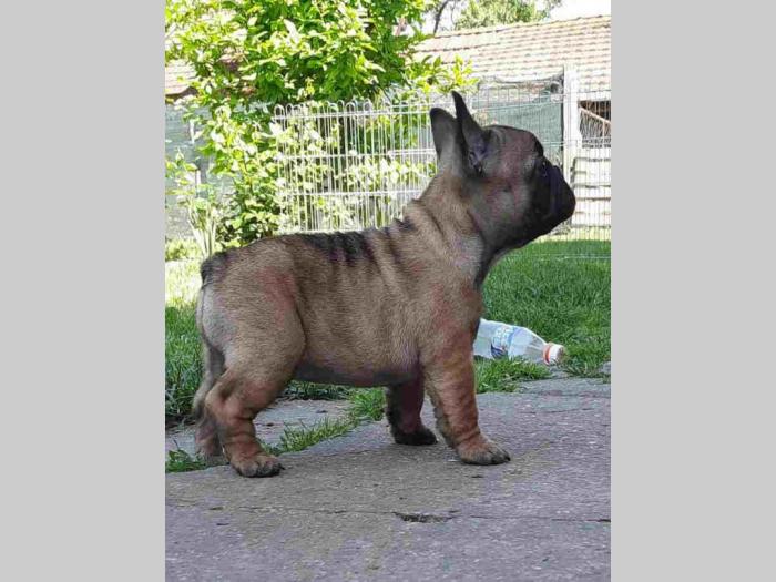 francuski buldog štenci besplatni mali oglasi