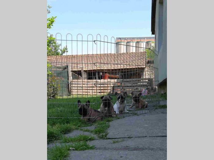 francuski buldog štenci besplatni mali oglasi