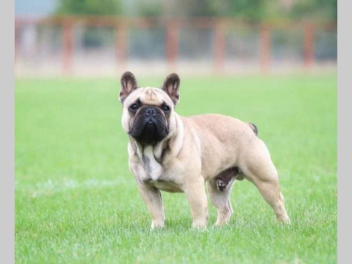 francuski buldog štenci besplatni mali oglasi