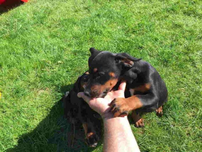 doberman štenci besplatni mali oglasi