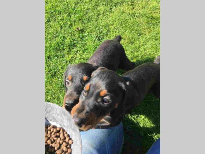 doberman štenci besplatni mali oglasi
