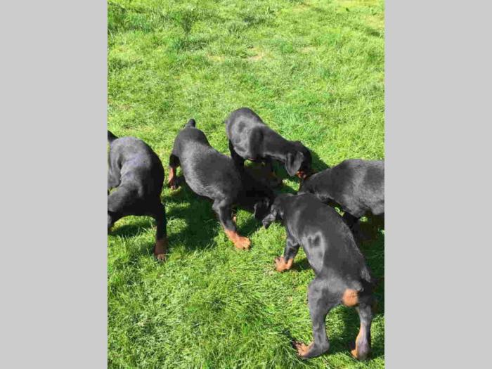 doberman štenci besplatni mali oglasi