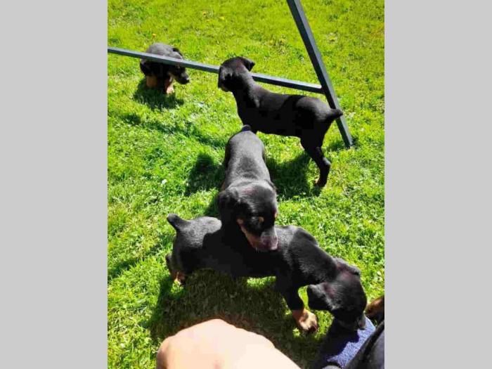 doberman štenci besplatni mali oglasi