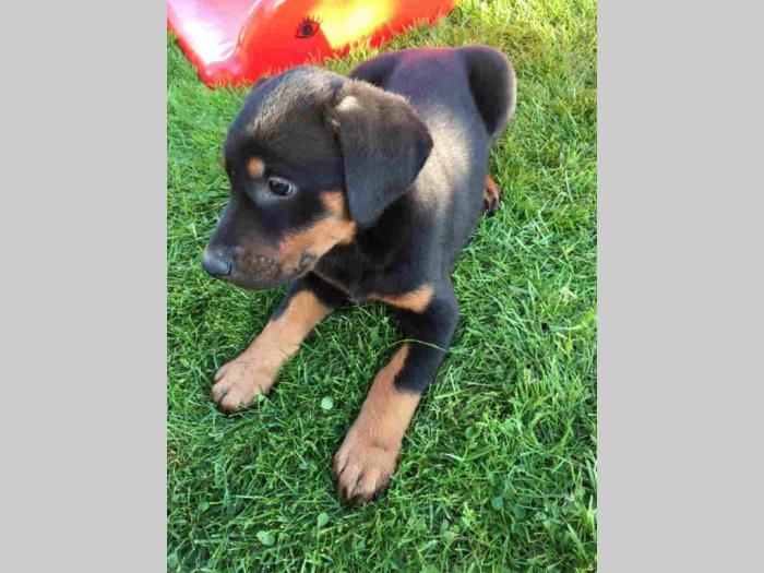 doberman štenci besplatni mali oglasi