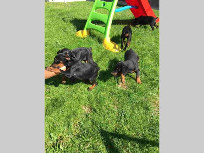 doberman štenci besplatni mali oglasi