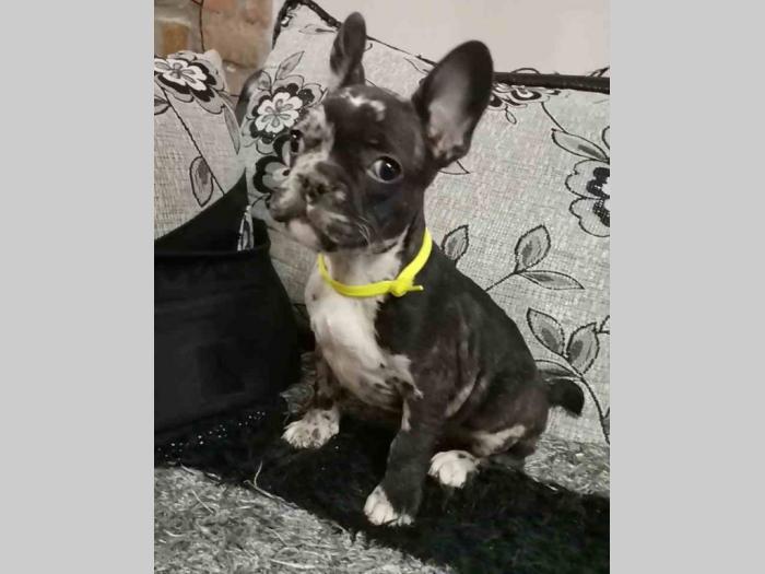 francuski buldog štenci besplatni mali oglasi