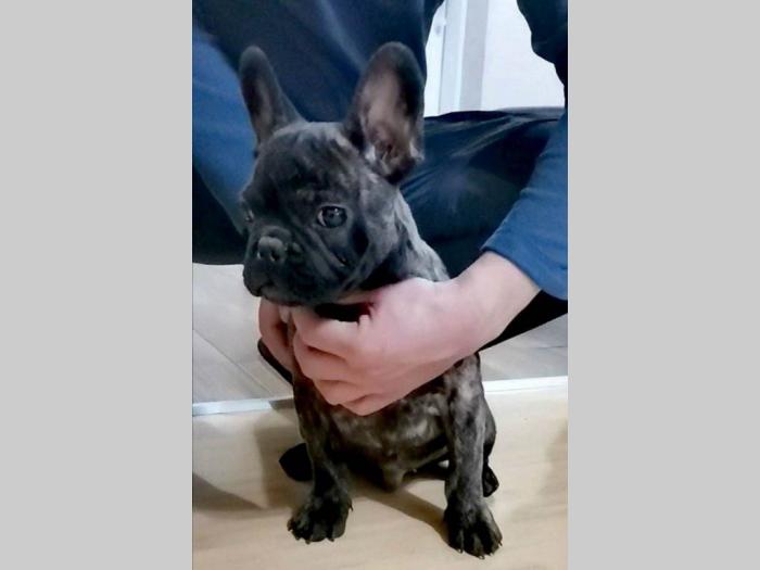 francuski buldog štenci besplatni mali oglasi