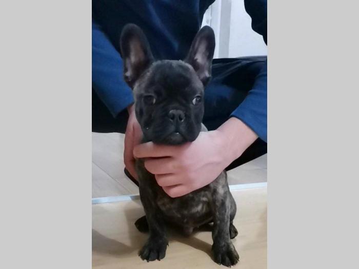 francuski buldog štenci besplatni mali oglasi