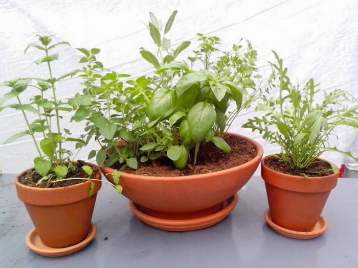 posao posao u proizvodnji zacinskog bilja u saksijama besplatni mali oglasi
