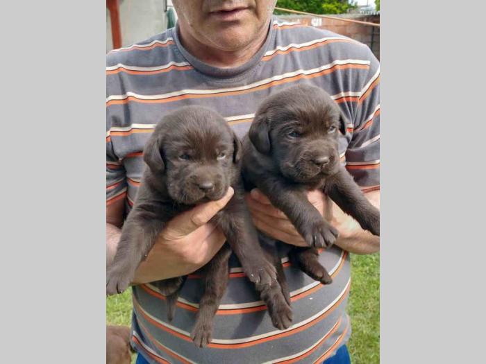 labrador braon štenci besplatni mali oglasi