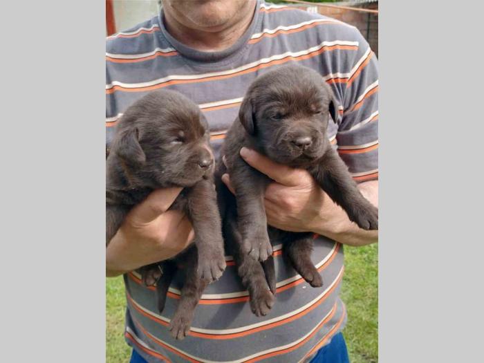 labrador braon štenci besplatni mali oglasi
