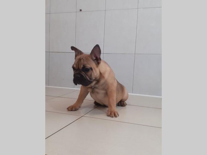 francuski buldog besplatni mali oglasi