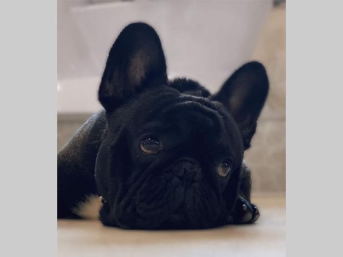 francuski buldog parenje besplatni mali oglasi