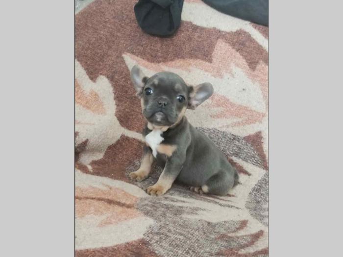 francuski buldog štenci besplatni mali oglasi