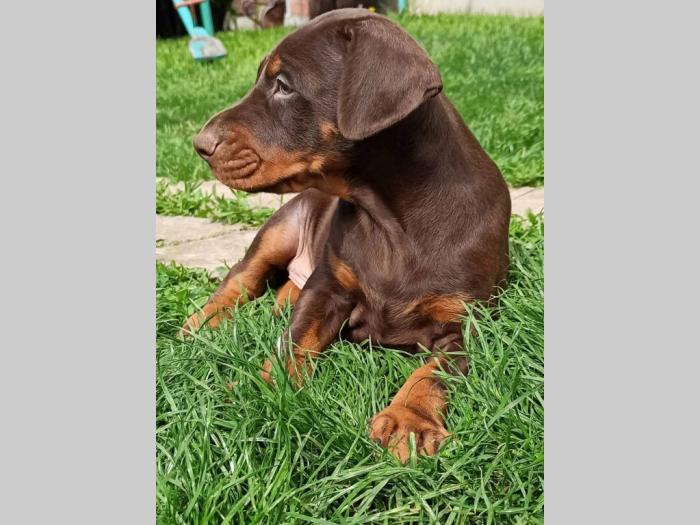 doberman štenci besplatni mali oglasi