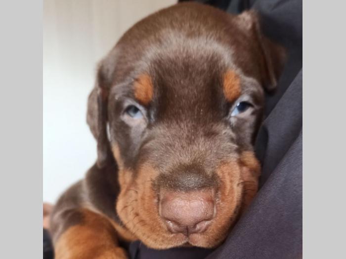 doberman štenci besplatni mali oglasi