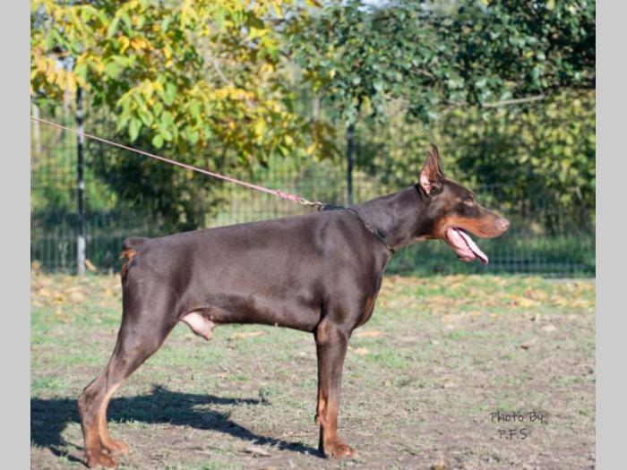 doberman štenci besplatni mali oglasi