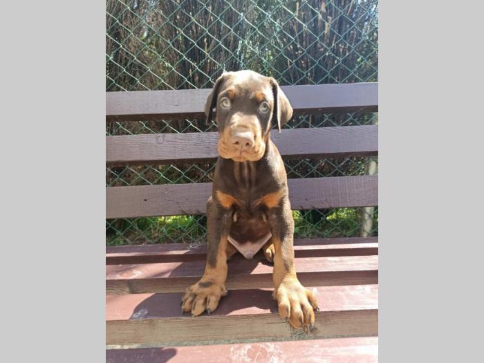 doberman štenci besplatni mali oglasi