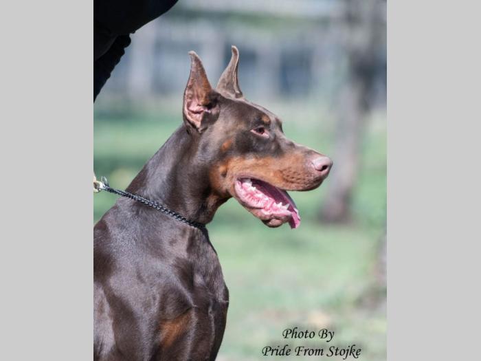 doberman štenci besplatni mali oglasi