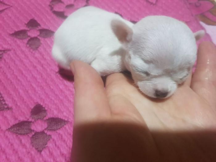 mini čivava štenci besplatni mali oglasi