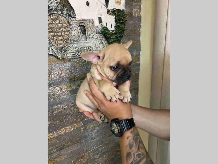 francuski buldog besplatni mali oglasi