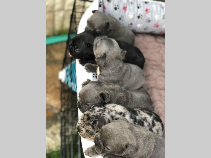 francuski buldog štenci besplatni mali oglasi