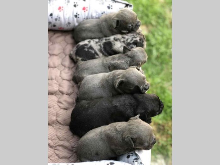 francuski buldog štenci besplatni mali oglasi