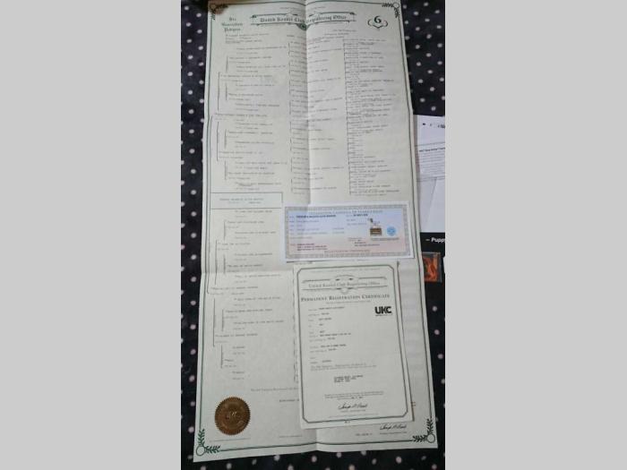 švajcardski ovčar štenci besplatni mali oglasi