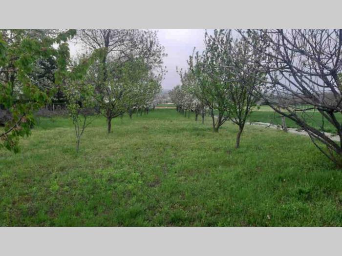 plac petrovaradin, karagača besplatni mali oglasi