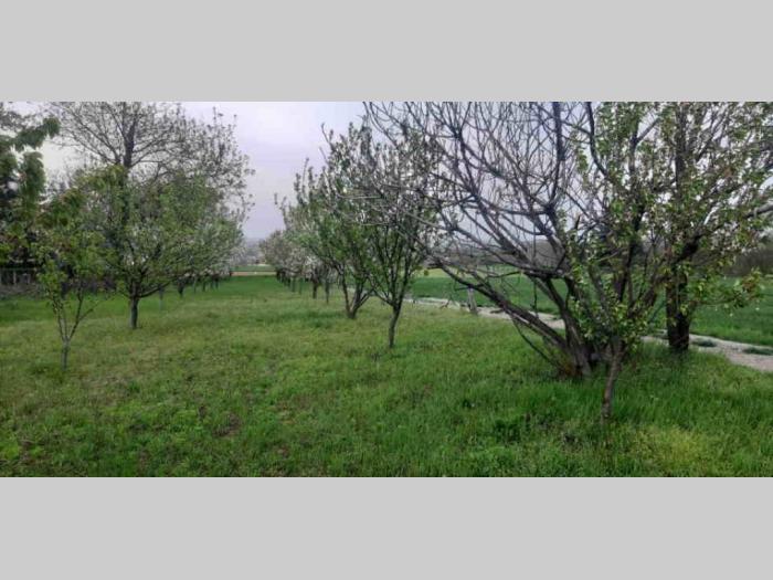 plac petrovaradin, karagača besplatni mali oglasi