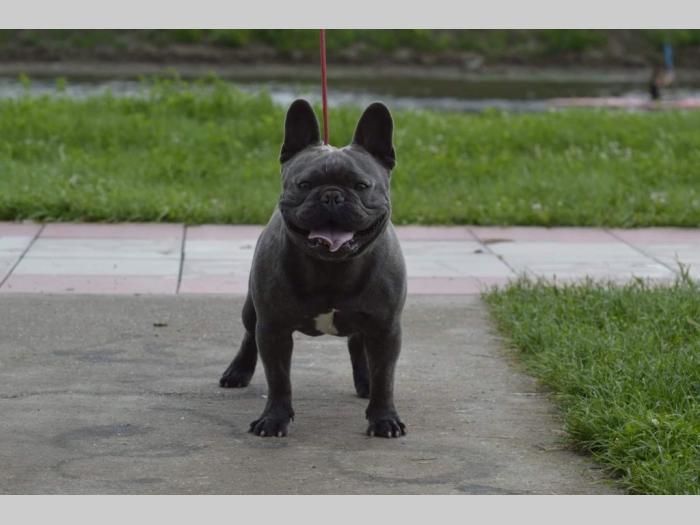 plavi francuski buldog besplatni mali oglasi