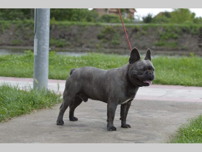 plavi francuski buldog besplatni mali oglasi