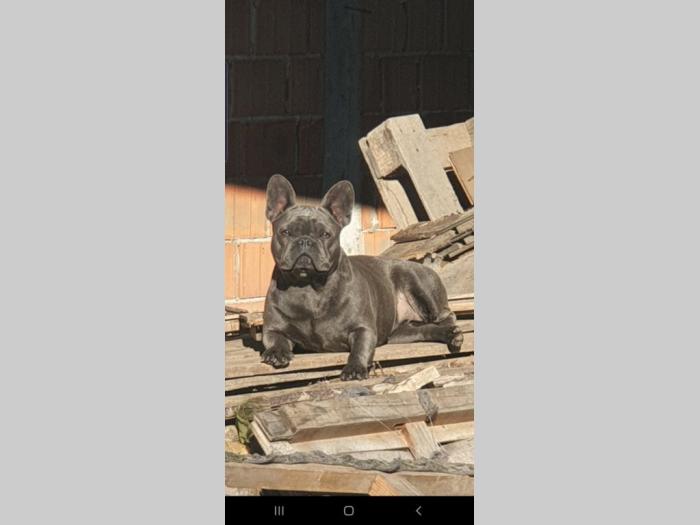 francuski buldog besplatni mali oglasi
