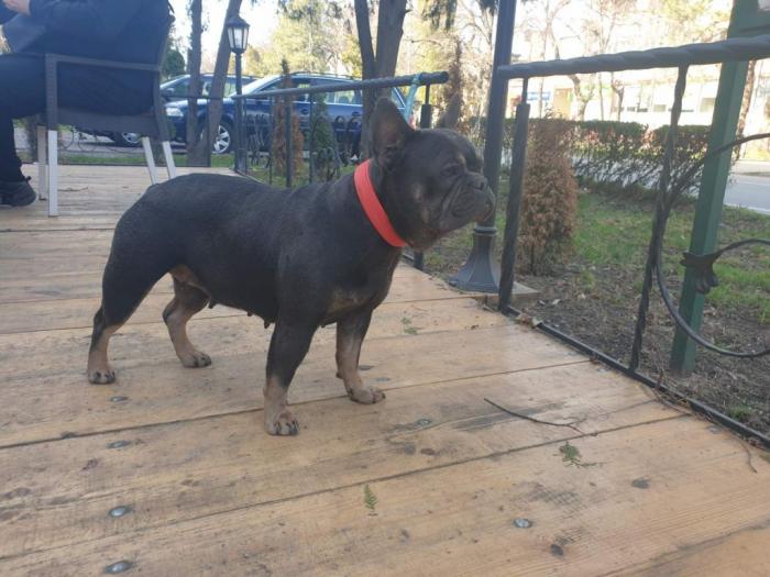 francuski buldog besplatni mali oglasi