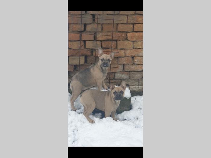 francuski buldog besplatni mali oglasi