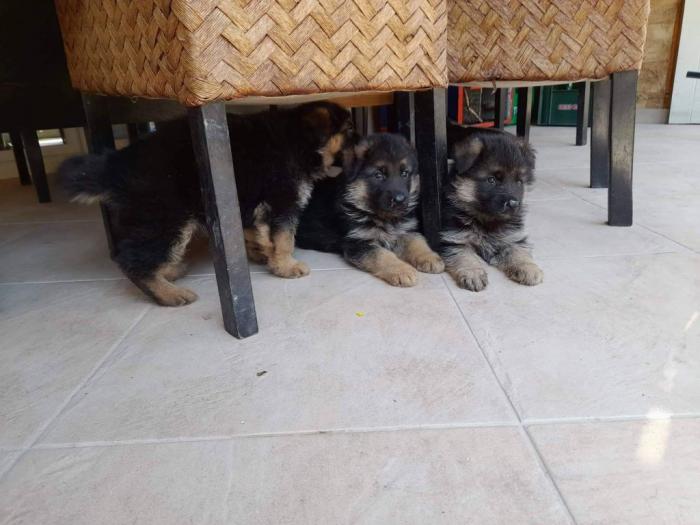 nemački ovčar štenci  besplatni mali oglasi