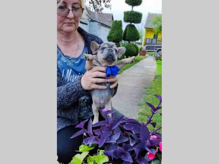 francuski buldog štenci besplatni mali oglasi