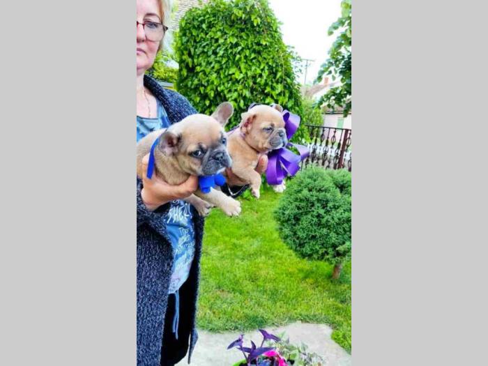 francuski buldog štenci besplatni mali oglasi