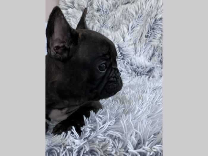 francuski buldog besplatni mali oglasi