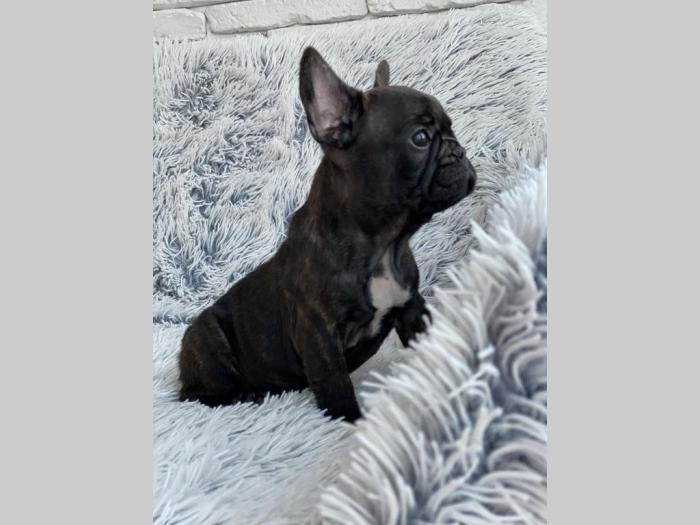 francuski buldog besplatni mali oglasi