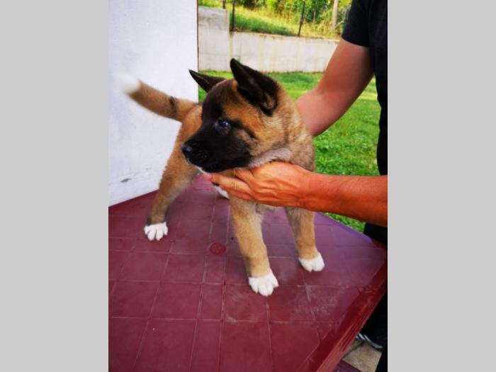 američka akita štenci besplatni mali oglasi