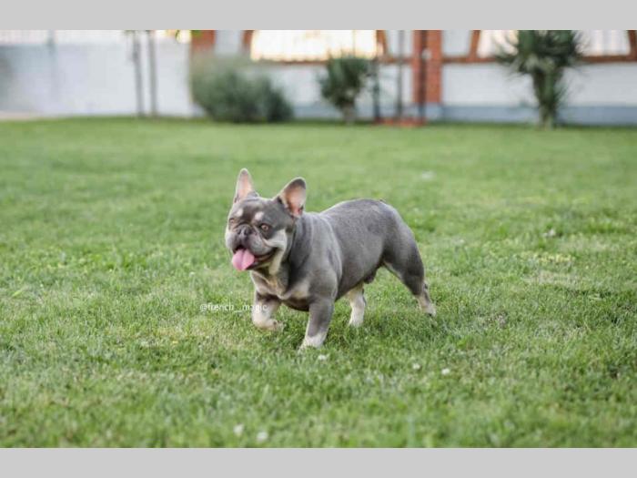 francuski buldog besplatni mali oglasi
