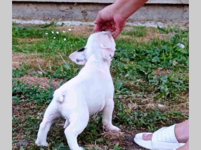 franbcuski buldog štenci besplatni mali oglasi