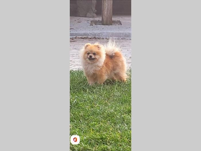 pomeranac pomeranski špic štenci besplatni mali oglasi