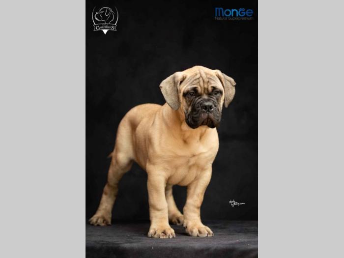odgajivačnica bullmastiff a home of guardians  besplatni mali oglasi