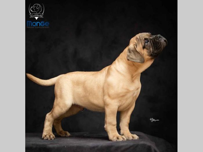 odgajivačnica bullmastiff a home of guardians  besplatni mali oglasi