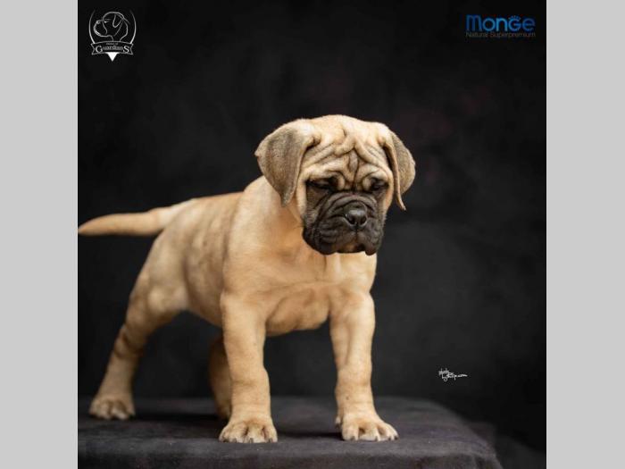 odgajivačnica bullmastiff a home of guardians  besplatni mali oglasi