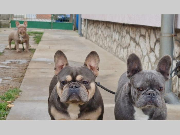 francuski buldog besplatni mali oglasi